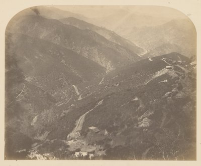 Josephine and Pine Tree by Carleton E. Watkins